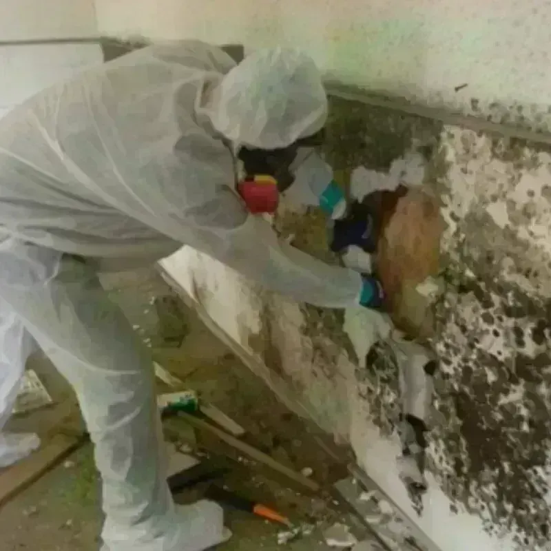 Mold Remediation and Removal in Gilpin County, CO